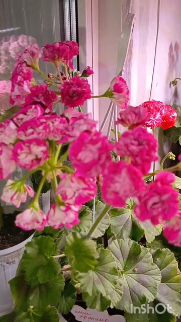 пеларгонии сладкие как эклеры 😁🤗хочется их съесть такая красота обожаю люблю ни когда не брошу 🤗❤