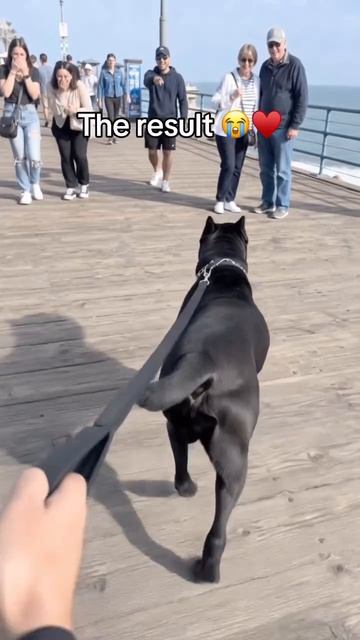 DOGS MASK😅