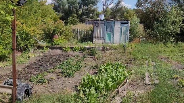 на работу и на даче. пересадила клубнику