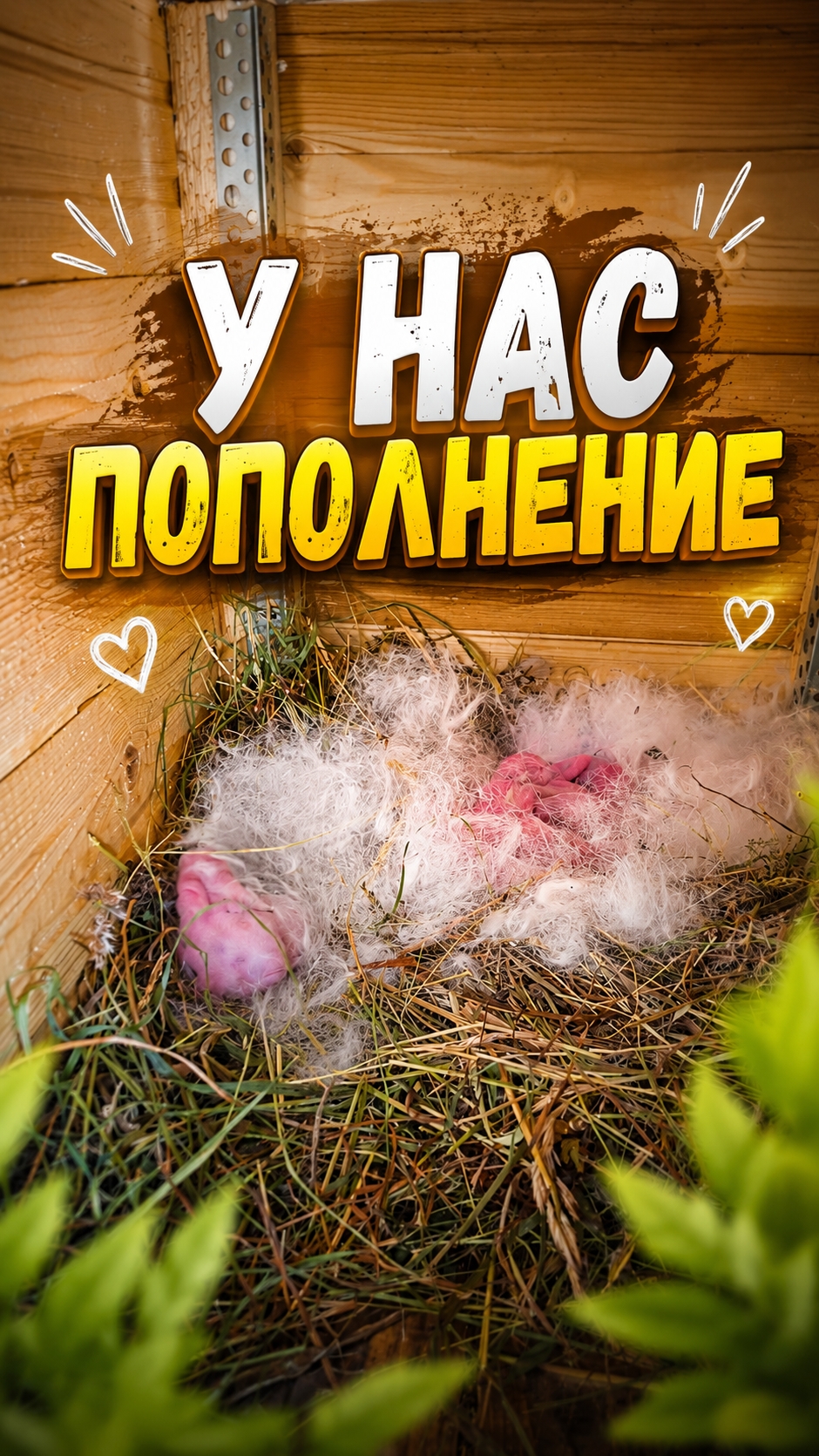 Пополнение крольчат крольчата кролики кролик кролиководство кролики_разведение деревня