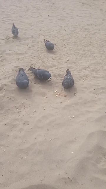 Приколы животные