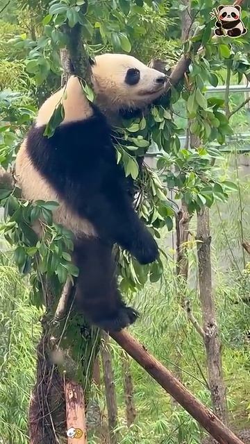 Панды развлекаются panda fypシ panda zoo cutepanda 1