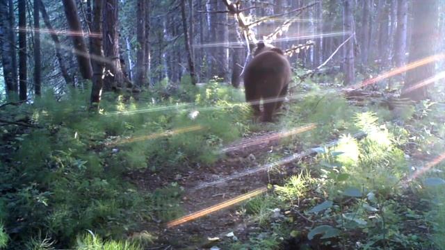 Медвежонка в солнечных лучах засняли в юганском заповеднике