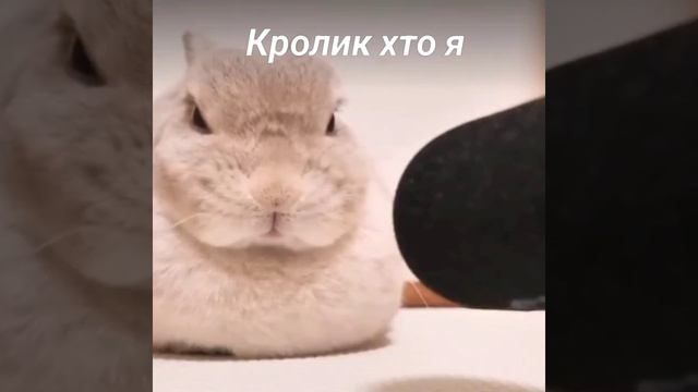 приколь