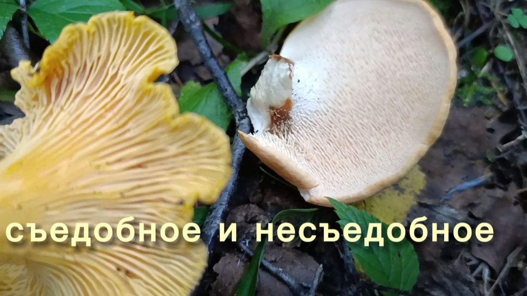 Заблудились нашли несъедобную лисичку
