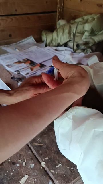 ЧИПИРОВАНИЕ и осмотр майских пометов 2026 MICROCHIPPING  health check for May 2026 litters