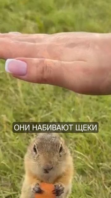 ГЛАВНЫЕ МЕМЫ СТЕПЕЙ!  Как Суслики набивают щеки и строят города! shorts животные