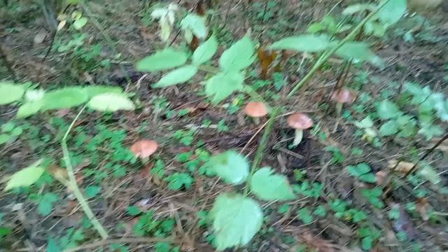 На Ниве за грибами. Катаем по лесу на Ниве.