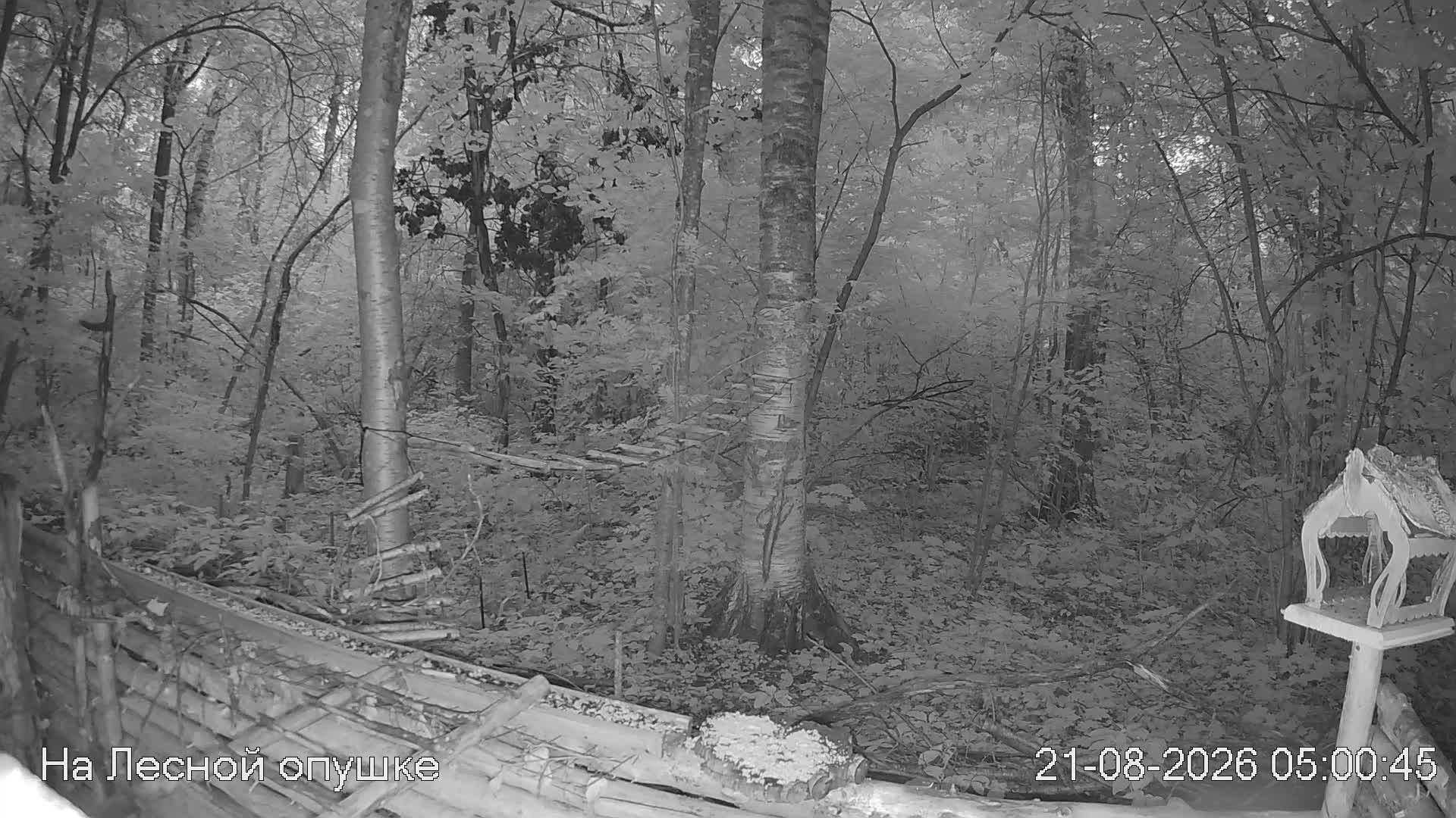 LIVE: На лесной опушке. Природа онлайн