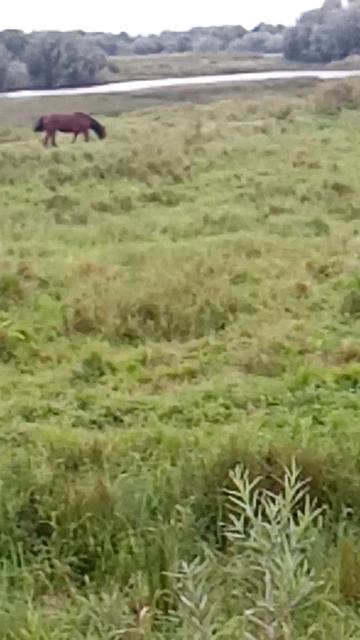 VID_20260808_101817.mp4