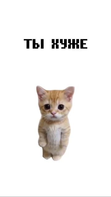 Поясняют котята
