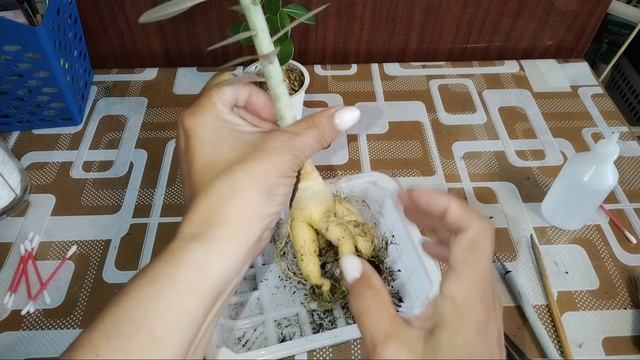 Адениумы из семян 30 июня 2024г. Пересадка часть четвёртая.