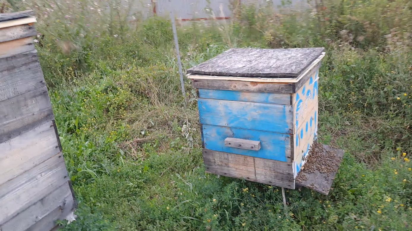 Напад. Пчелиныи разбои