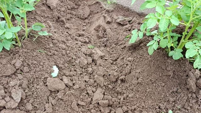 Растёт второй урожай картошки
