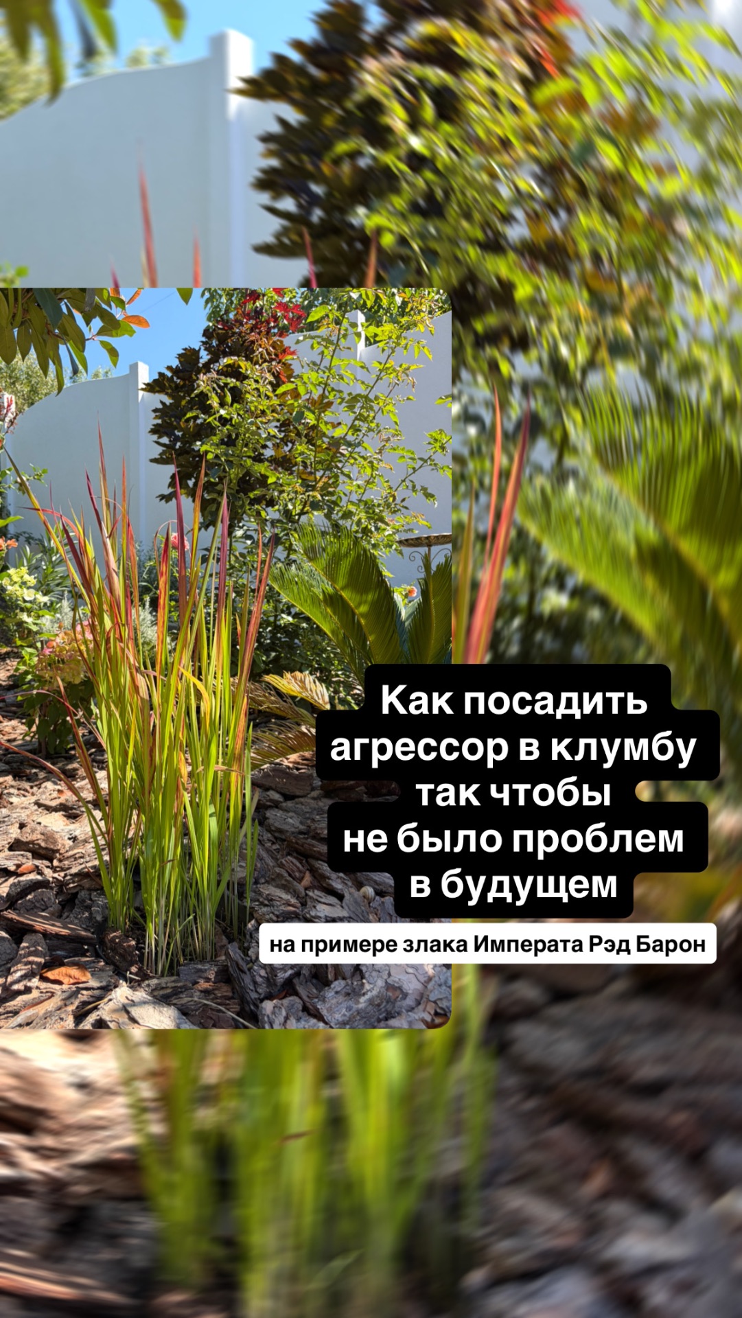 Как посадить агрессор в клумбу чтобы не было проблем на примере злака Императа Рэд Барон Imperata