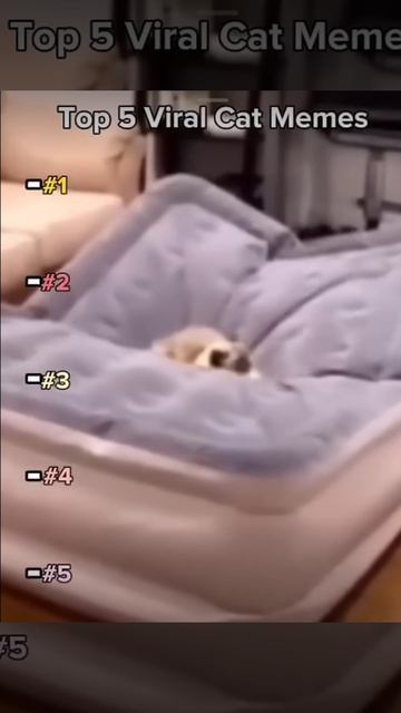 приколы с котами