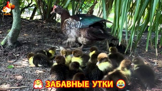 Забавные утки мускусные и пекинские на свободном выгуле со своими друзьями ч.426 