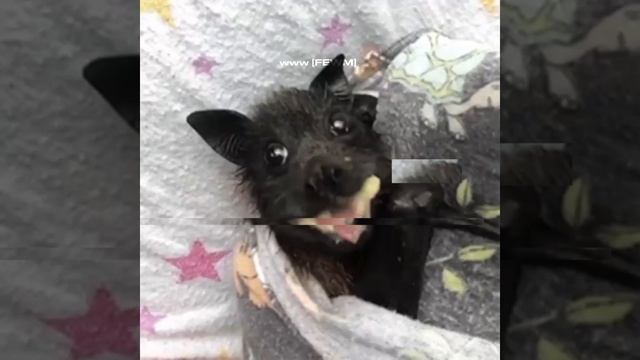 Dog eat banana :DDDDD