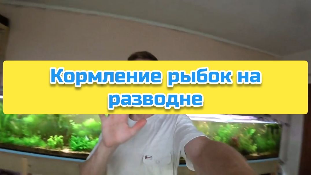 Кормление рыбок на разводне