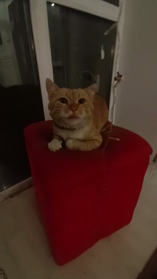 День был полон приключений для кота Рыжика теперь он хочет спать!