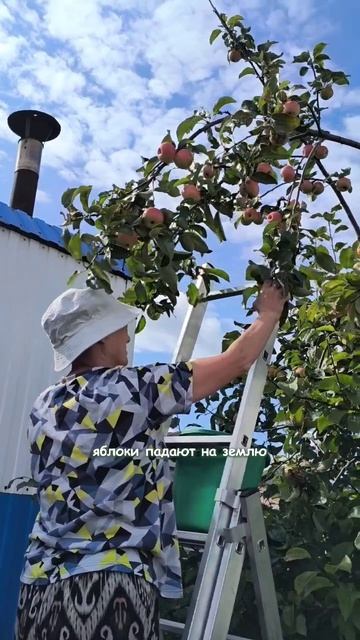 Собираем урожай яблок