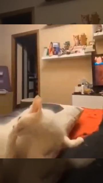 Котенок новый дом обрел