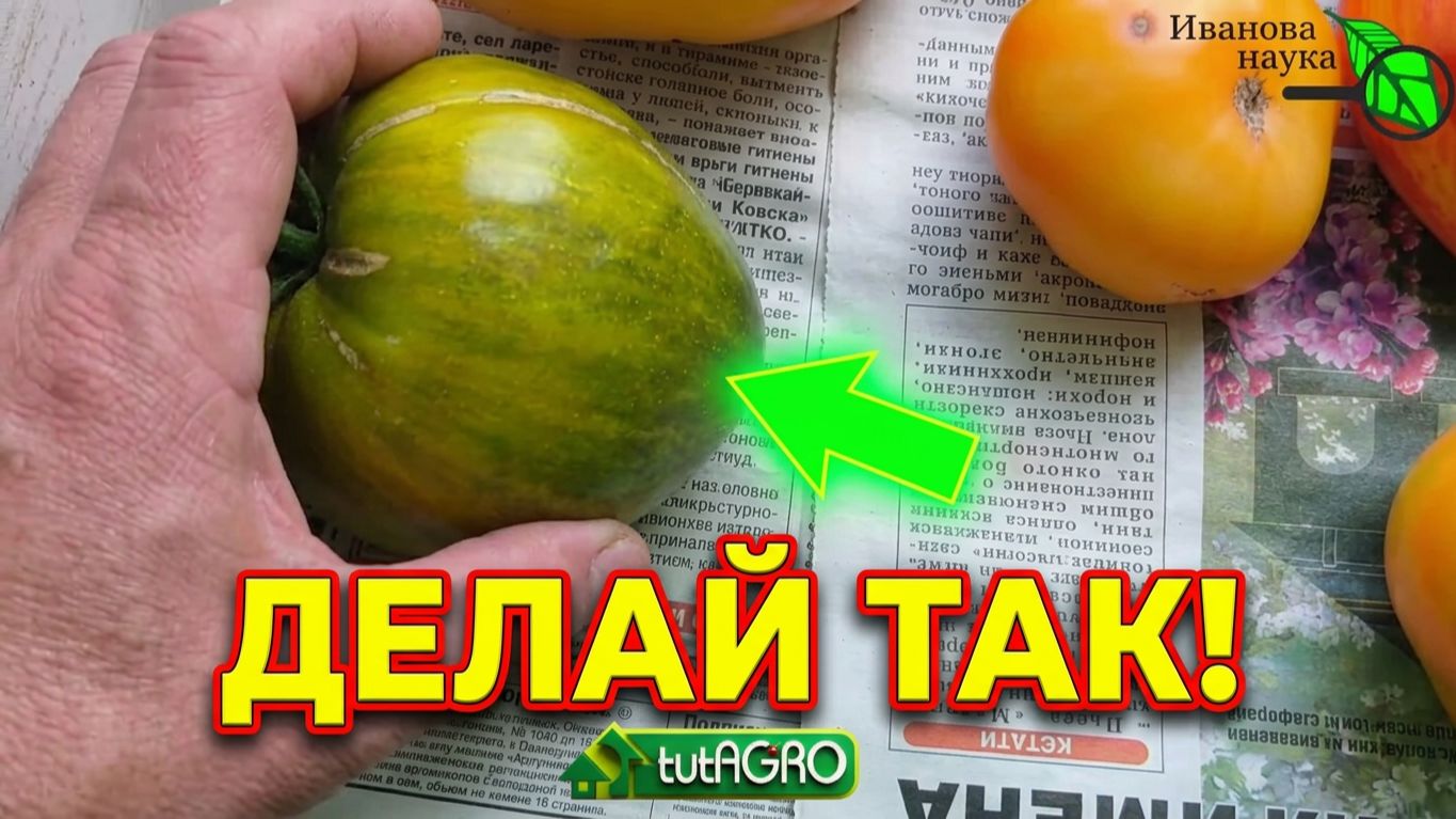  ШОК! ТОМАТЫ НА ГАЗЕТЕ ВКУСНЕЕ ЧЕМ НА КУСТЕ? Проверь сам