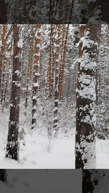 лес кружит