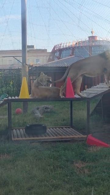 TDJS2706_20.08.2026-видео от Светланы