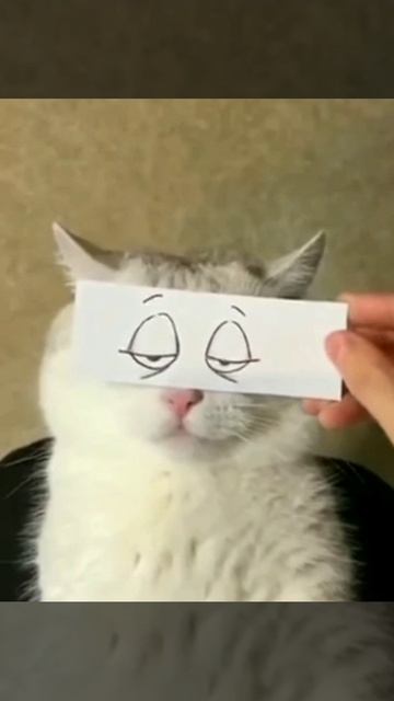 Котик