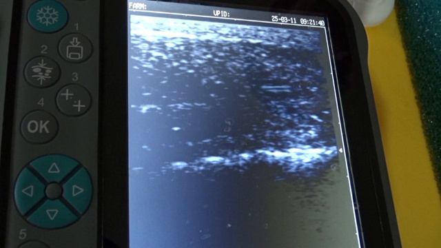 Amu Darya shovelnose P. kaufmanni mature female ultrasound scanning  Nukus Balyk hatchery 04.04.2026