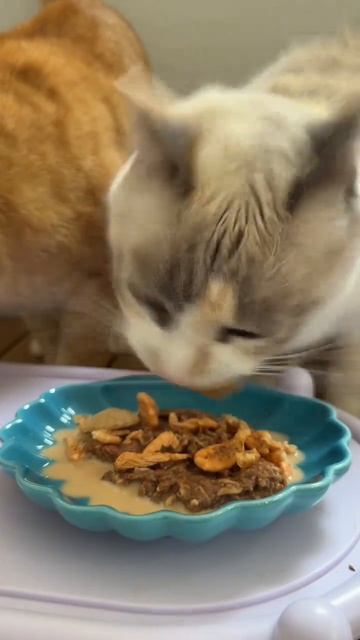 асмр от котов, сегодня приходила кормить 6 котов сестры, пока она в отъезде🥰