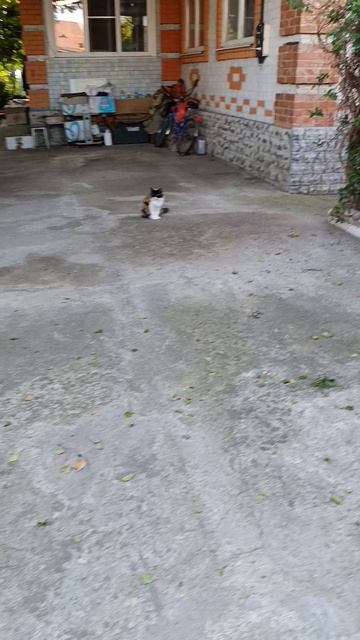 Серенький хрумкает сухим кормом