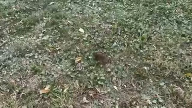 кот и бурундук
