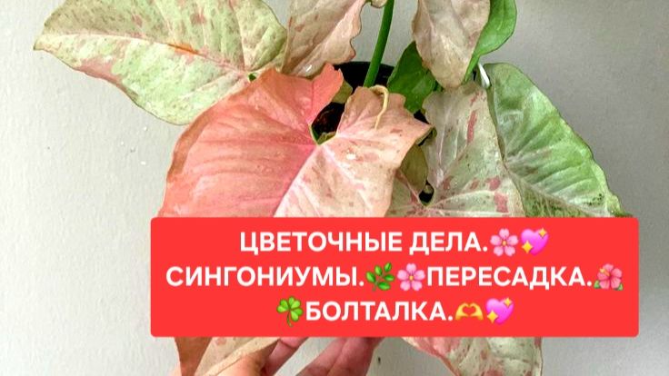 ЦВЕТОЧНЫЕ ДЕЛА. СИНГОНИУМЫ ПЕРЕСАДКА. БОЛТАЛКА.
