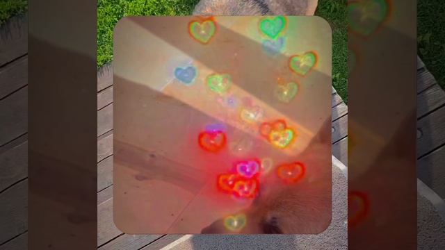 1000067650.mp4 Собака слушает о технологии монтажа напольного отопит. конвектора в доме А-фрейм