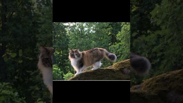 рассказ из моей книги