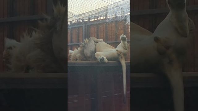 IKNT8886_21.08.2026-Видео от Светланы