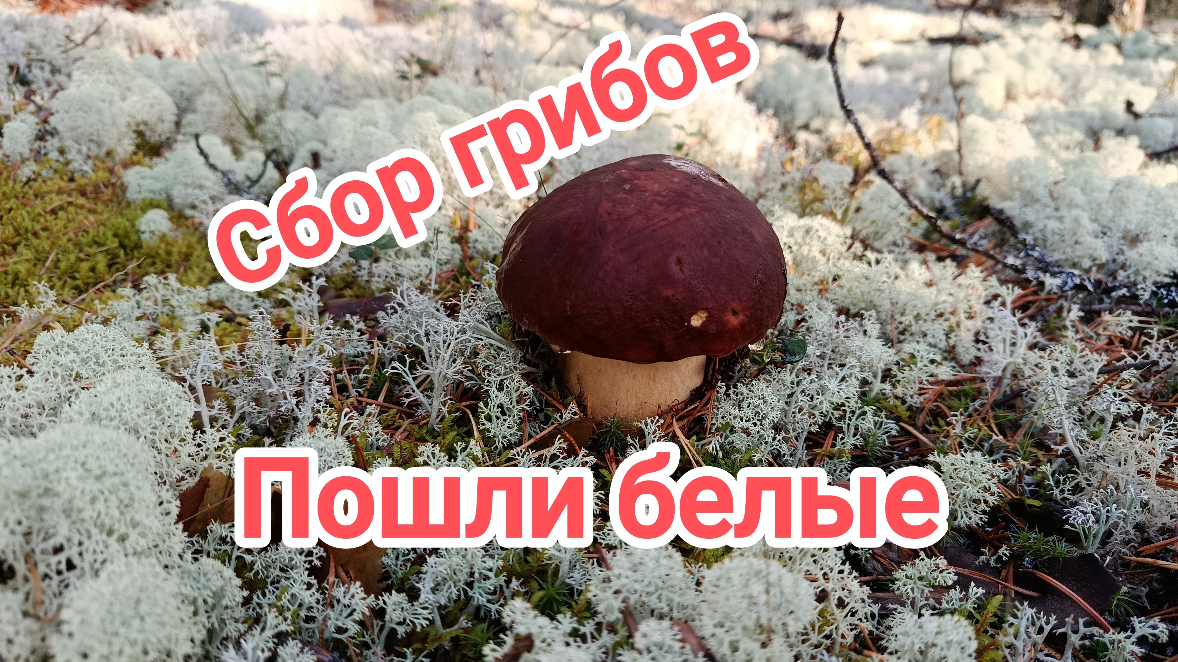 Сбор грибов. Пошли белые.