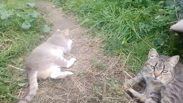 Кошки мышку изловили... 