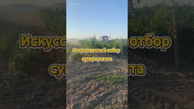 Почему фунгициды перестают работать? Вся правда о резистентности