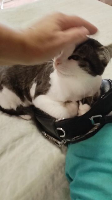 смешные животные котики