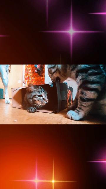 котики