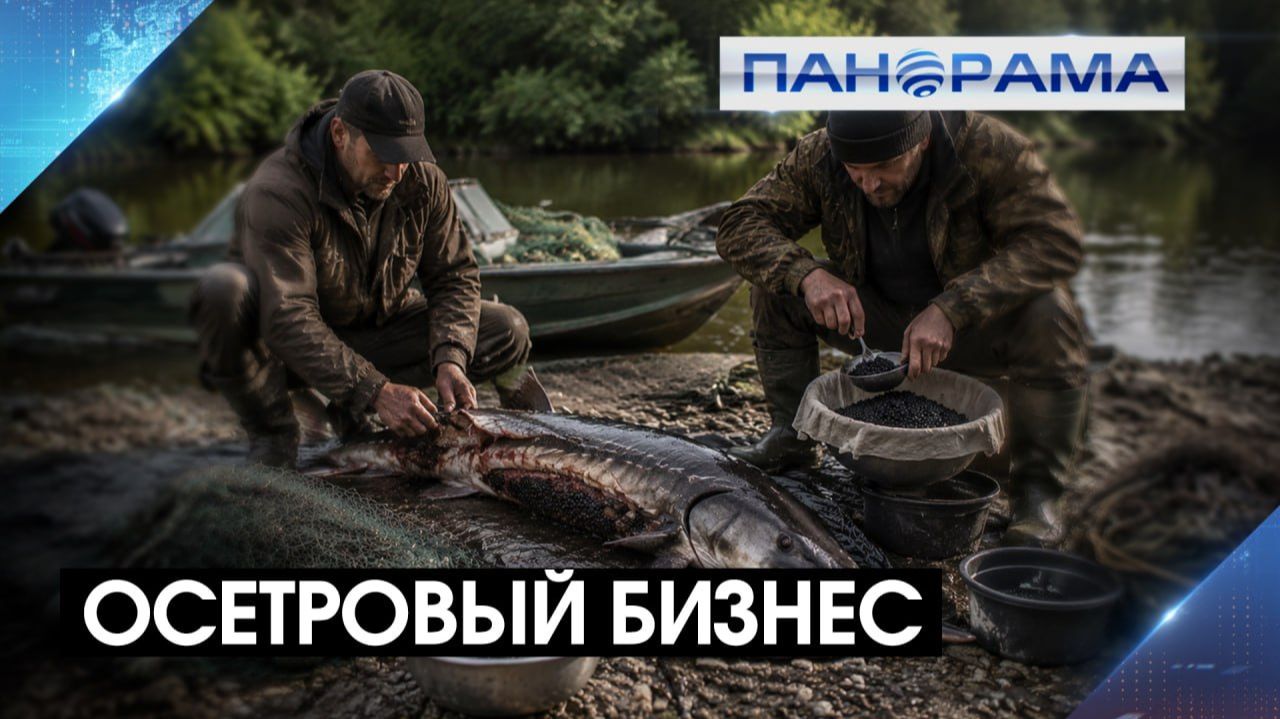 Хотел разбогатеть на осетрах  получил срок! В ДНР задержали браконьеров 21.08.2026 Панорама
