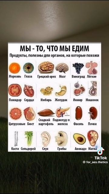 органыеда