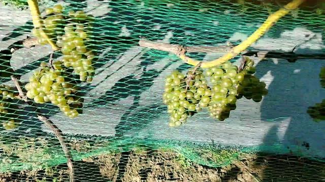 Маркетт и Вэлиант в чем разница ловушки для ос.
