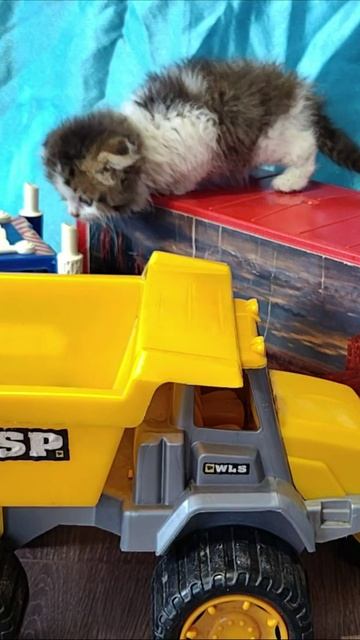 Котенок упал с крыши детского грузовика.
