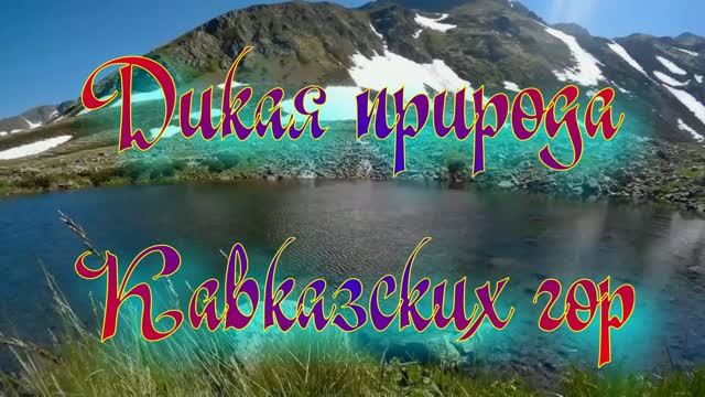 Дикая природа Кавказских гор