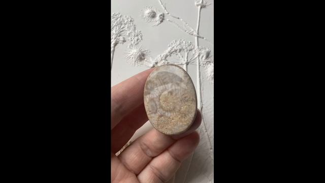 Коралл окаменелый