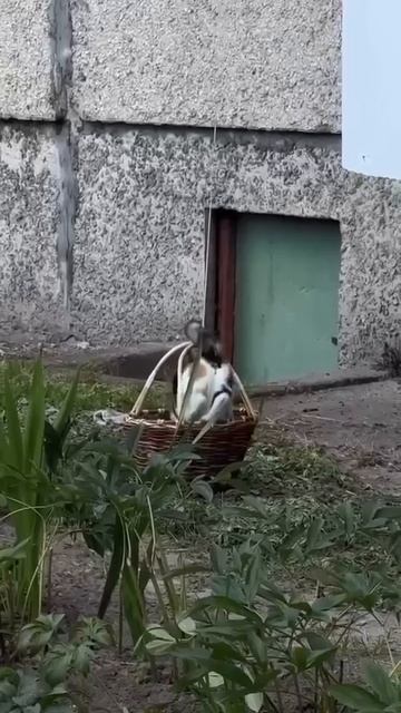 Бабушкин лифт :